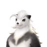 Piopiota